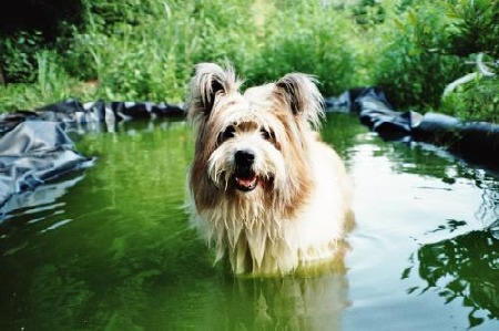 Bea liebt ihren Teich